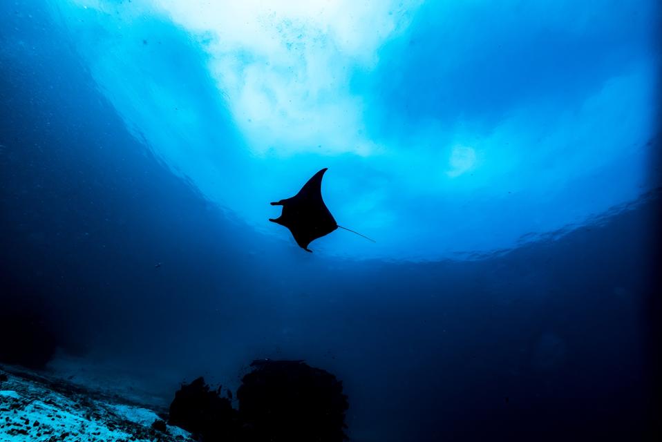 Misteri Penyelaian Dalam Pari Manta: Misi Rahasia di Kedalaman Laut