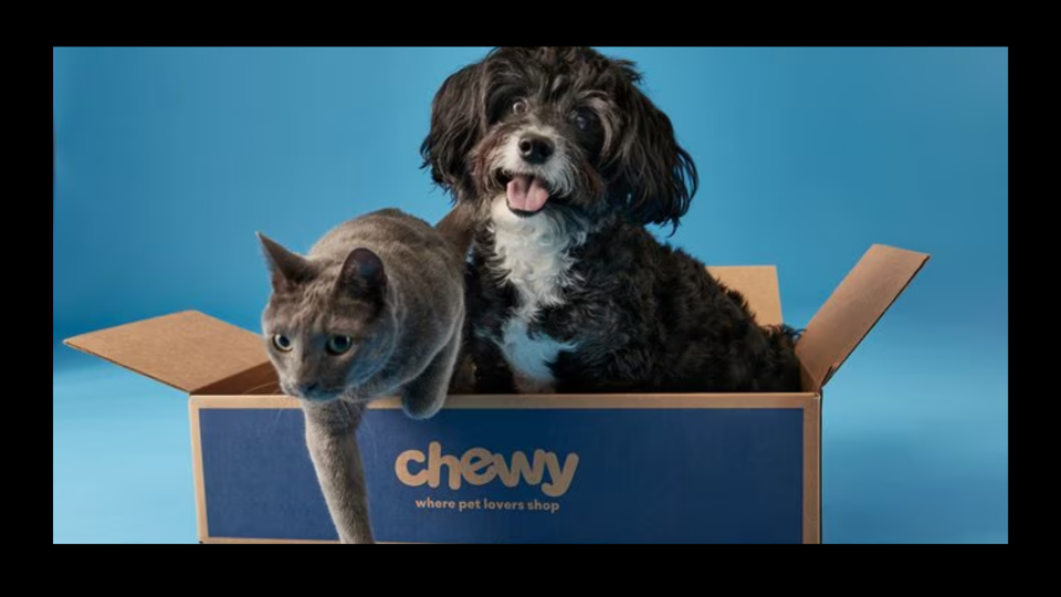 Photo of a gray cat and a small black and white dog in a cardboard Chewy box.