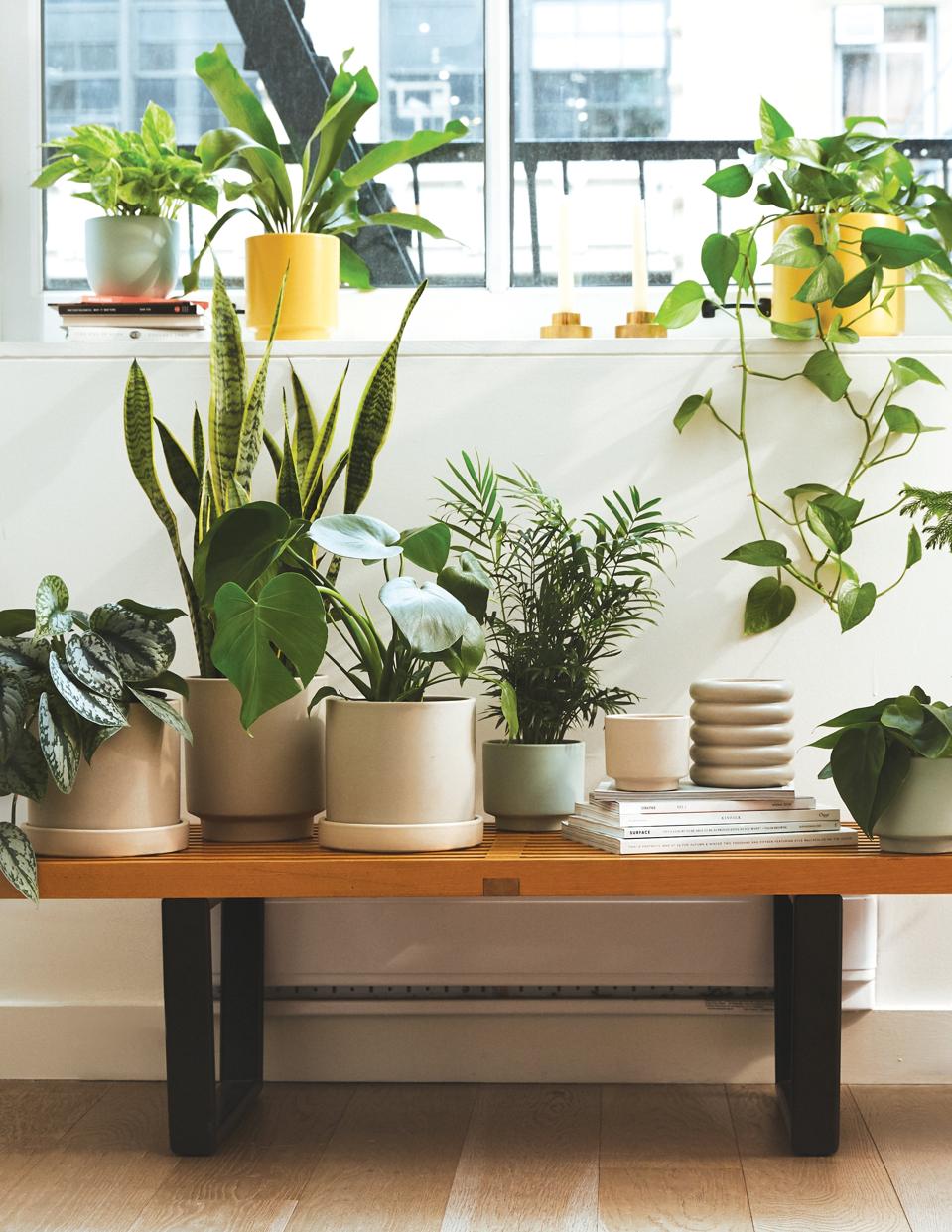 The Sill Plant Delivery Review - Forbes Vetted