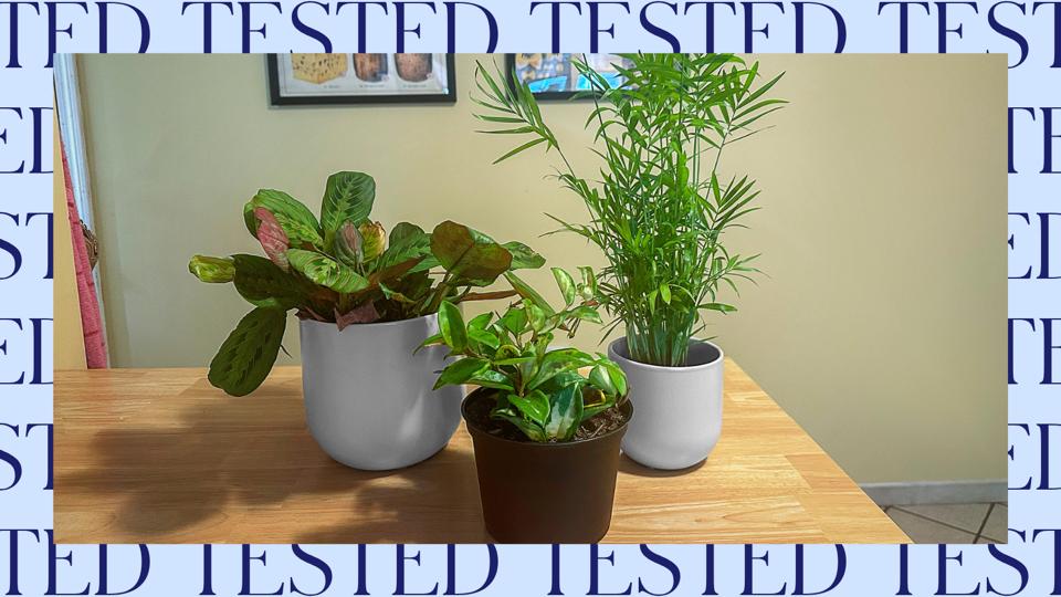 Three plants on a wooden kitchen counter