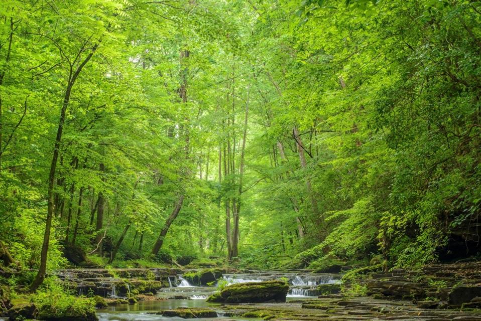 Trees and green lower