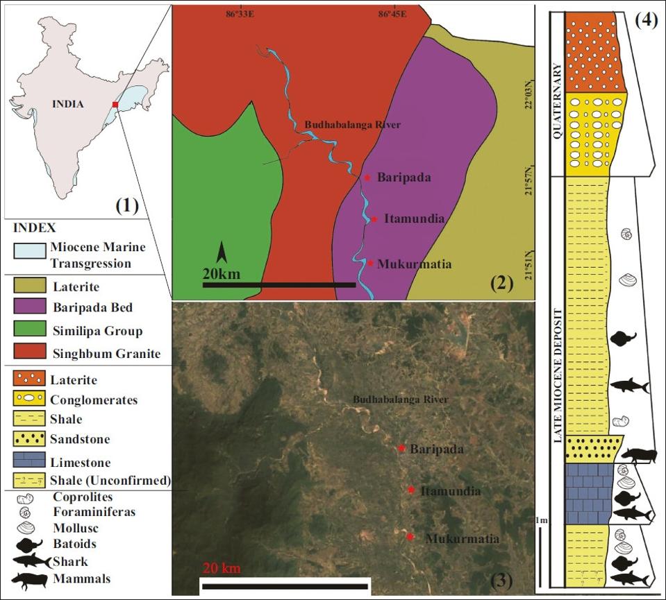 Mengungkap Kehidupan Laut Miosen di Baripada: Hiu dan Pari Kuno di India