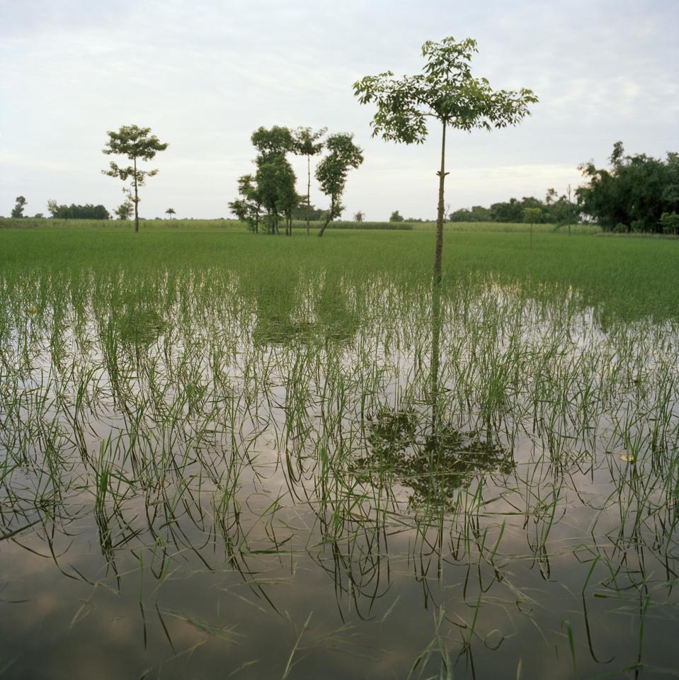 India - Floods - Crops under water