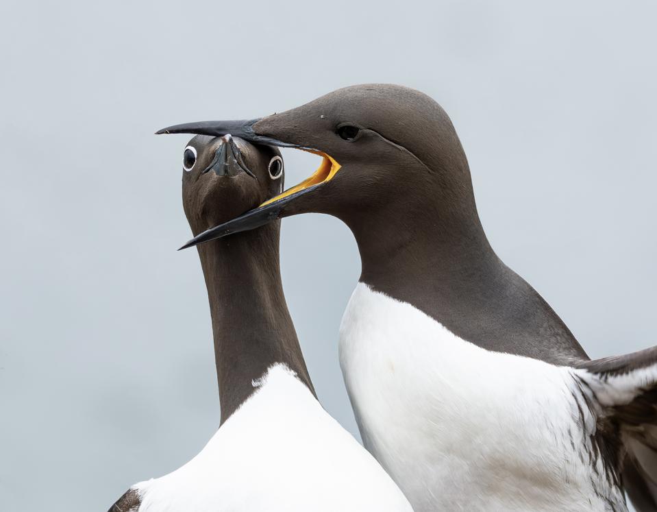 Funny Animal photos: Two Bridled Guillemots in the midst of a domestic dispute. 
