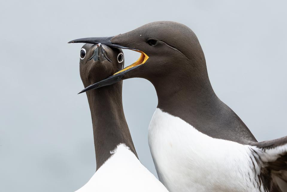 Funny Animal photos: Two Bridled Guillemots in the midst of a domestic dispute.