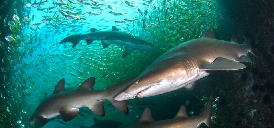 _NicolasREMY_OceanViewsWINNER_SharksatHopeSpot