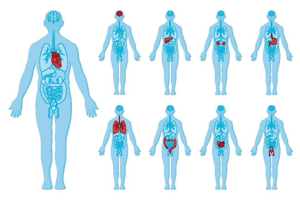Human body anatomy and internal organs