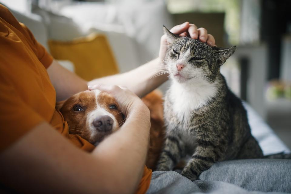 Millennial pet parent with cat and dog