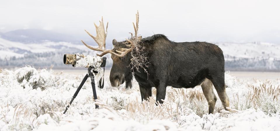 DeenaSveinsson_BullMooseatCamera