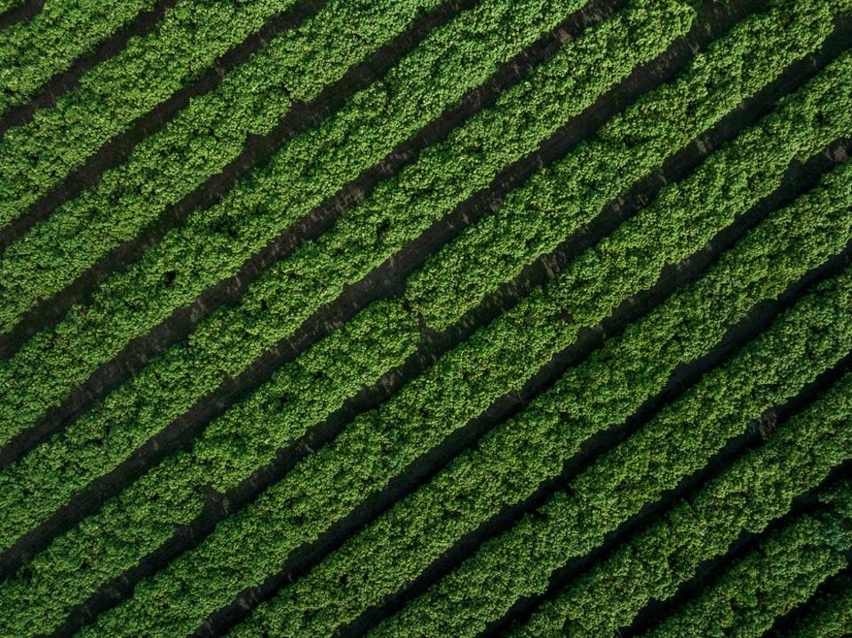 Hedgerows photographed from a drone point of view, Northern Territory, Australia