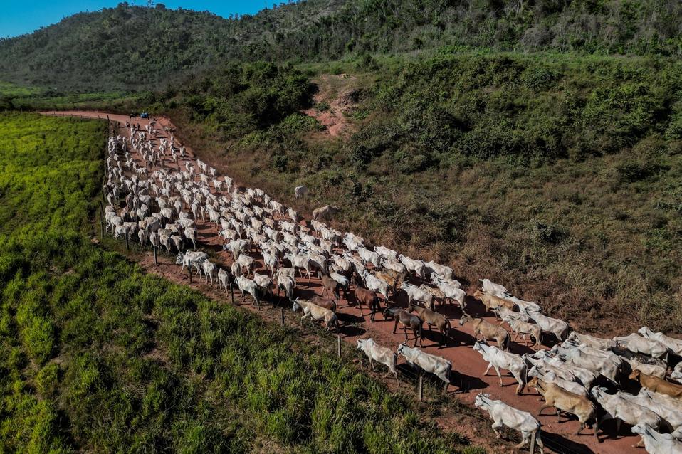 BRAZIL-US-ECONOMY-TRADE-TARIFF-BEEF