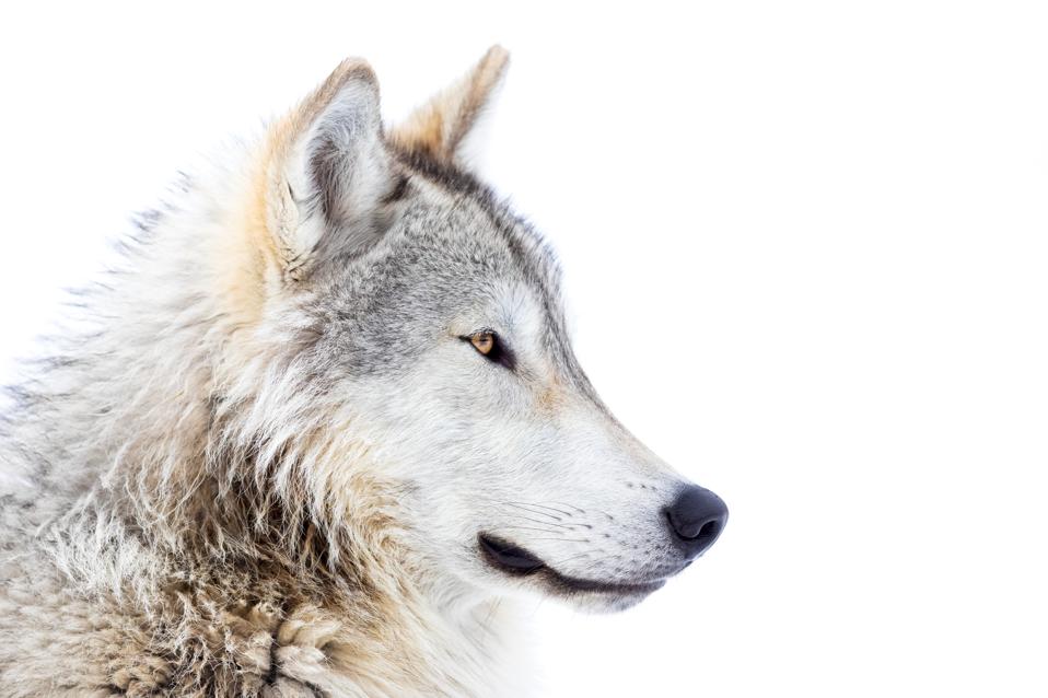 The Wolves And The Bees: AI Shows New Advancement 3 Wolf Portrait in Winter