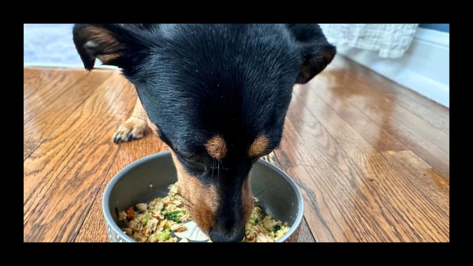 Best Dog Food Delivery Services