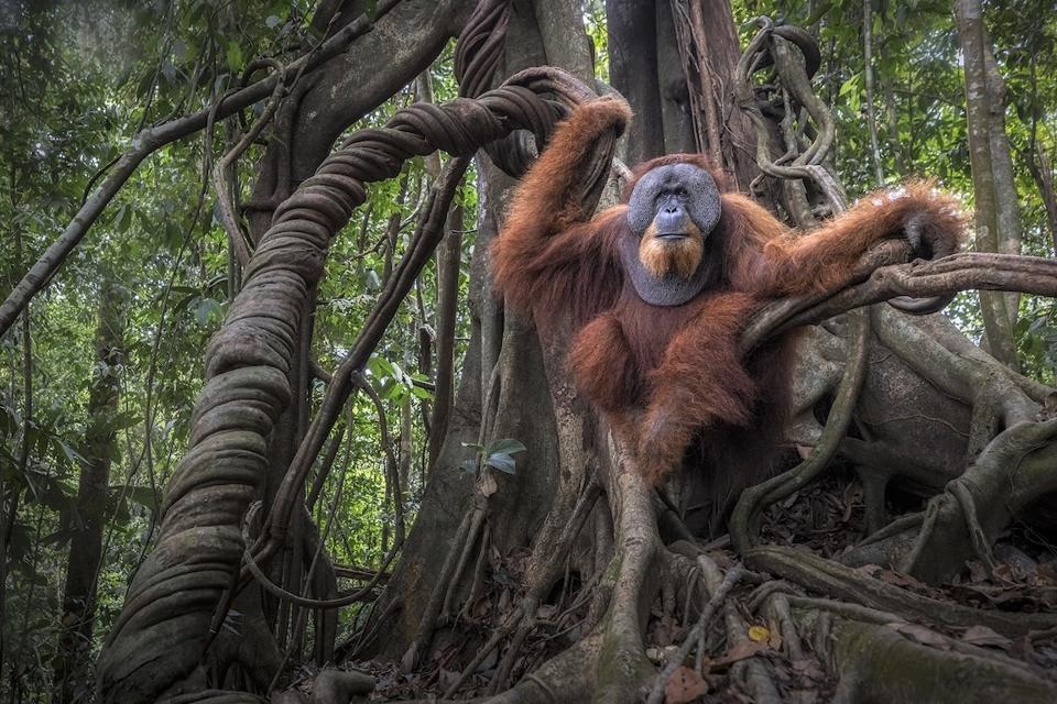 MarcoGaiotti_Orangutan_andStrangerFig