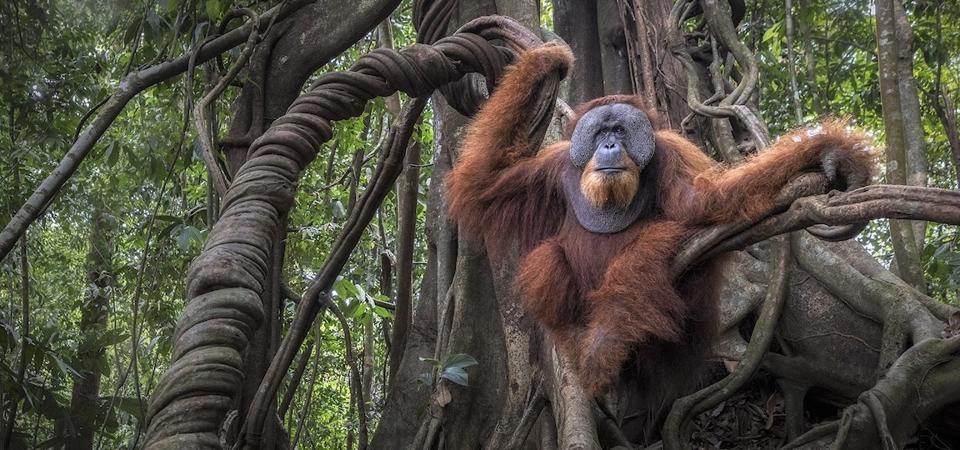 MarcoGaiotti_Orangutan_andStrangerFig