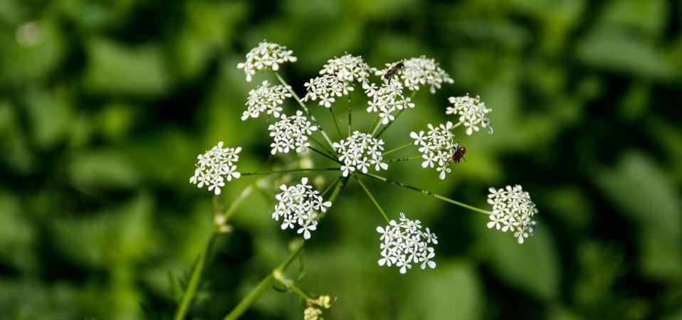 Water hemlock (Conium maculatum) flowers