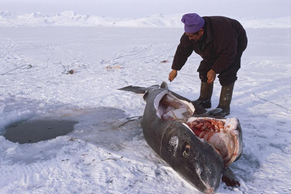 Rahasia Hiu Greenland: Vertebrata Tertua yang Hidup Ribuan Tahun
