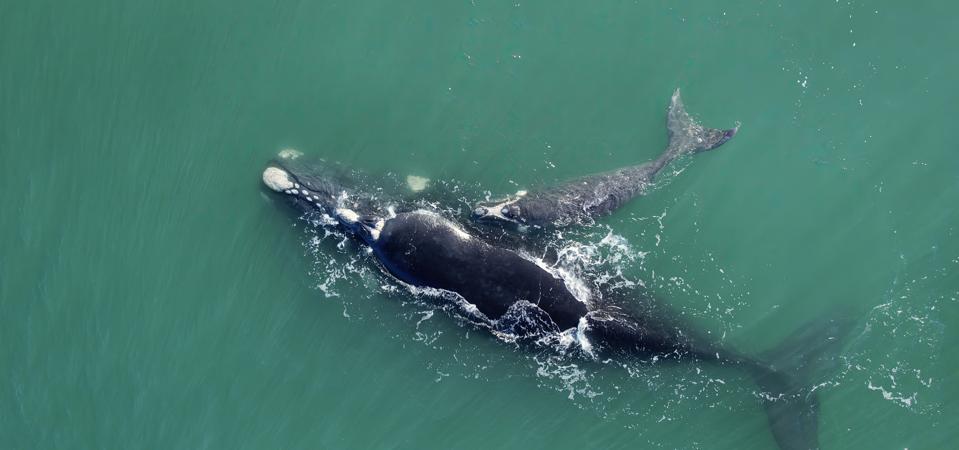 Rahasia DNA Paus Bowhead Bisa Jadi Kunci Pencegahan Kanker Masa Depan