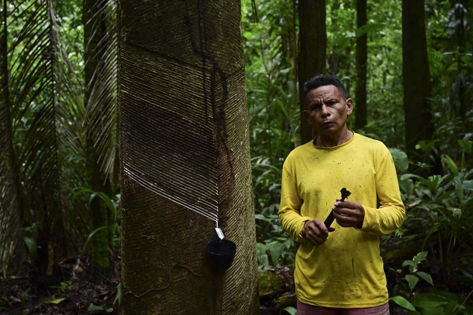 Latex Amazon: Solusi Fashion Berkelanjutan dan Perlindungan Hutan Hujan