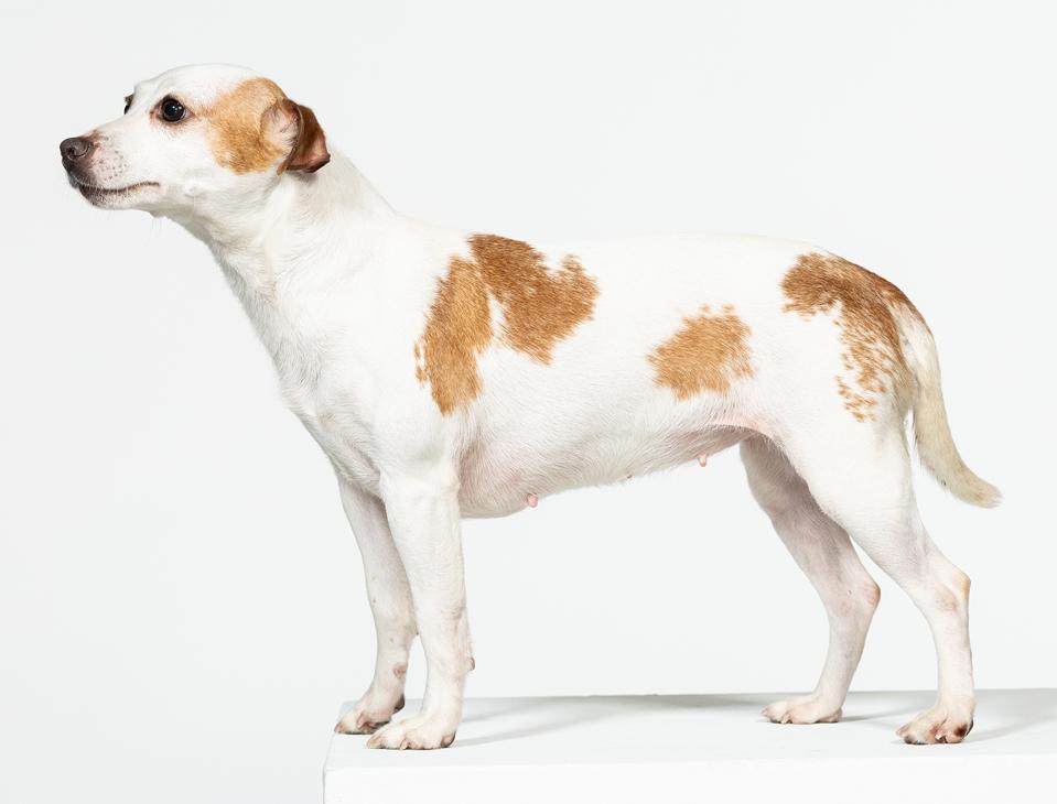 Debut Nasional Danish-Swedish Farmdog di National Dog Show Thanksgiving