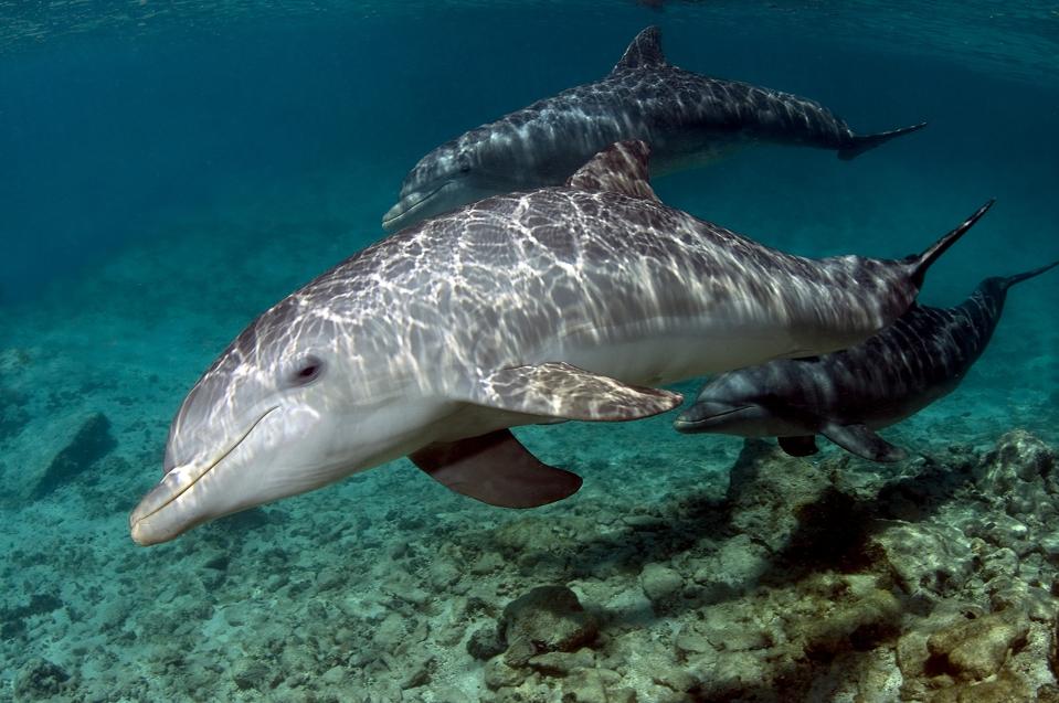 Model Microgrid Fleksibel Curacao: Solusi Cepat dan Andal untuk Decarbonisasi Pulau kecil