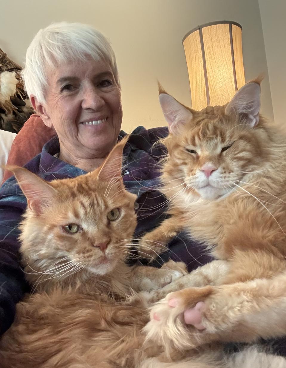 Teknologi AI dan Komunitas Bantu Kucing Hilang Kembali ke Rumah Setelah 11 Hari