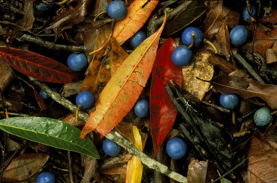 Rahasia Buah Biru Sejati dari Hutan Tropis Australia yang Memukau Dunia