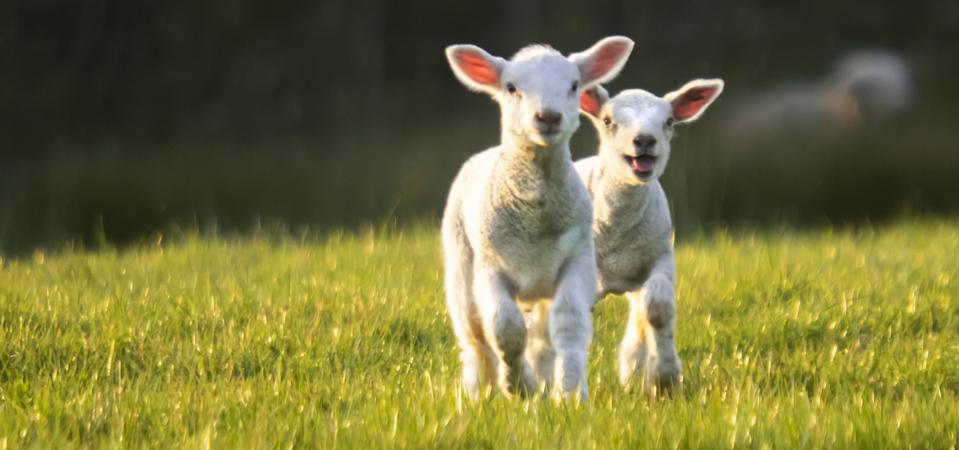 Solar Shepherds: Gabungan Peternakan dan Energi Surya Menguntungkan