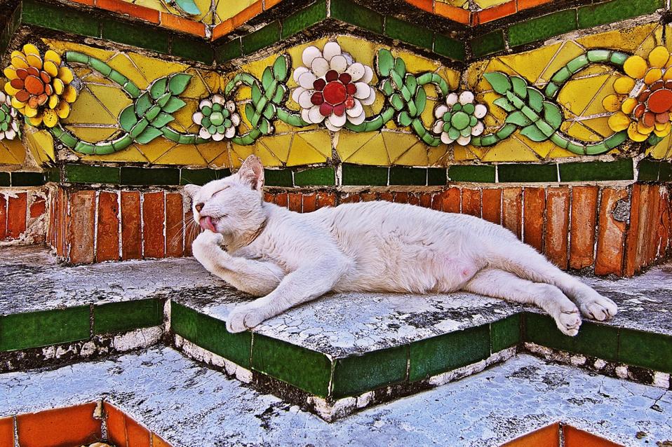 Cat Lovers, These Destinations Are For You