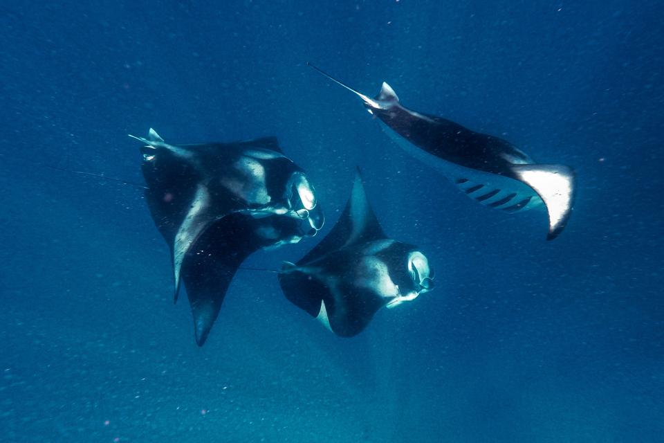 Perlindungan Global Hiu dan Pari: Kunci Selamatkan Ekosistem Laut