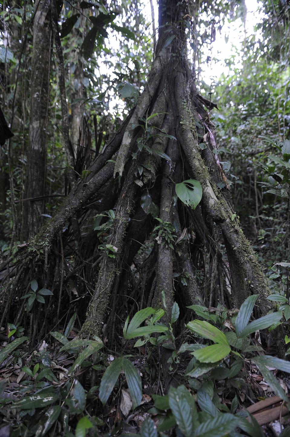 Mitos dan Fakta: Pohon Palem 'Berjalan' di Hutan Hujan Amerika Tengah