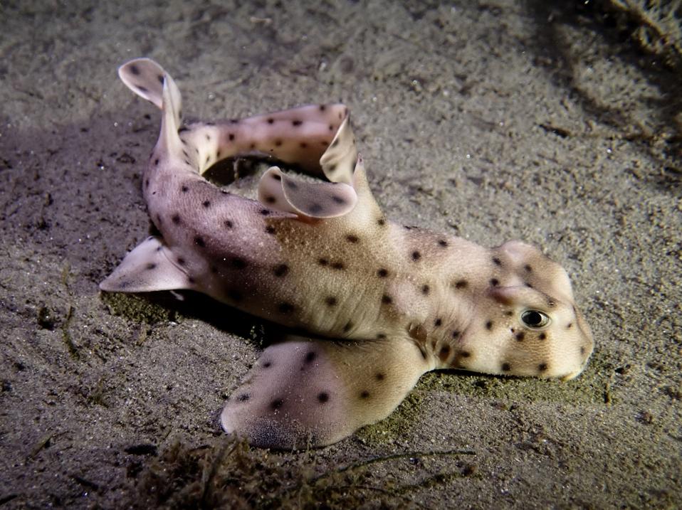 Hiu Terancam Punah Memicu Hilangnya Keanekaragaman dan Fungsi Ekosistem Laut