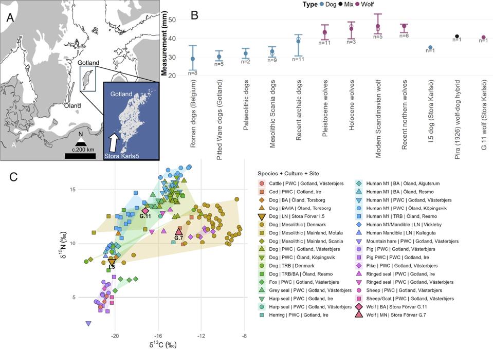 Serigala Purba Hidup Berdampingan dengan Manusia di Pulau Terpencil Baltik