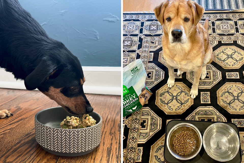 who owns orijen dog food Orijen Original Dry Dog Food