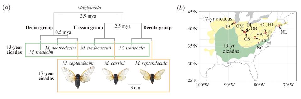 Rahasia Siklus Hidup 17 Tahun Sikada: Bagaimana Mereka Tahu Waktunya Muncul?