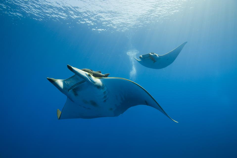 Perlindungan Baru untuk Hiu dan Pari: Menyelamatkan Laut dari Kepunahan