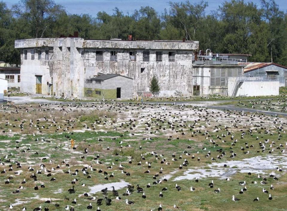 Wisdom, Albatros Tertua Dunia, dan Pentingnya Konservasi Midway Atoll