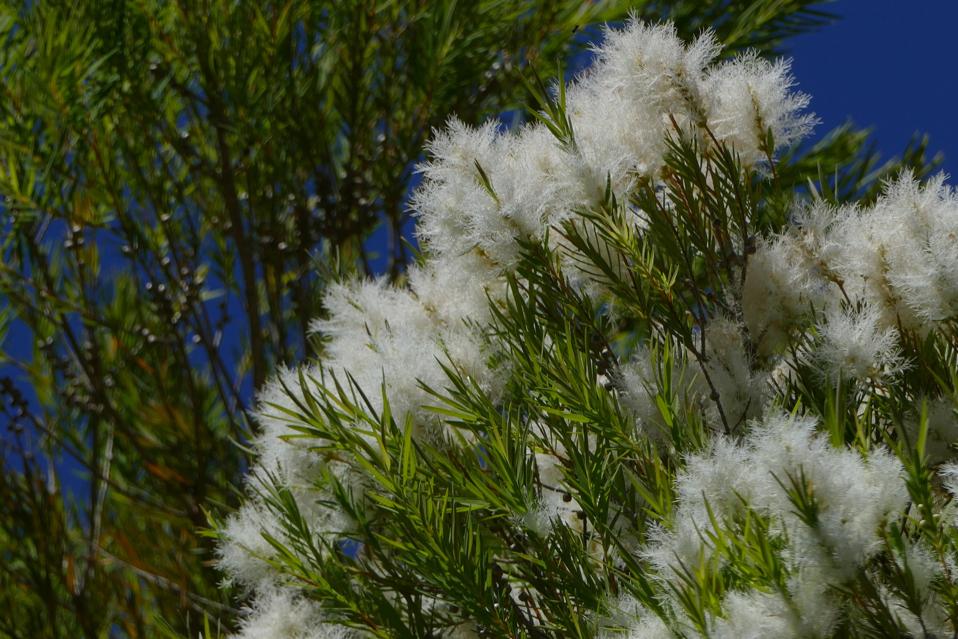 Kumbang Tongkat Lord Howe yang Hilang Kini Siap Kembali ke Rumah Asli