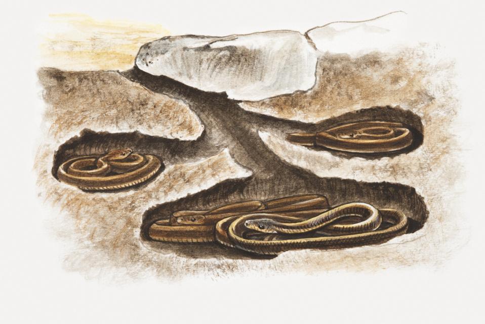 Ular dan Reptil: Bertahan dan Bangkit Setelah Kebakaran Hutan Besar