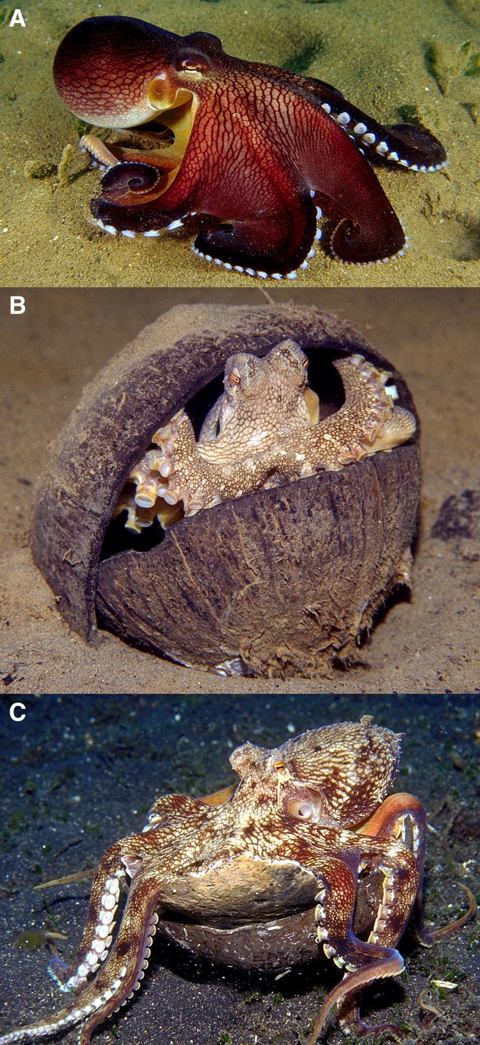 Mengungkap Kecerdasan Luar Biasa Gurita yang Mempesona Dunia Ilmu