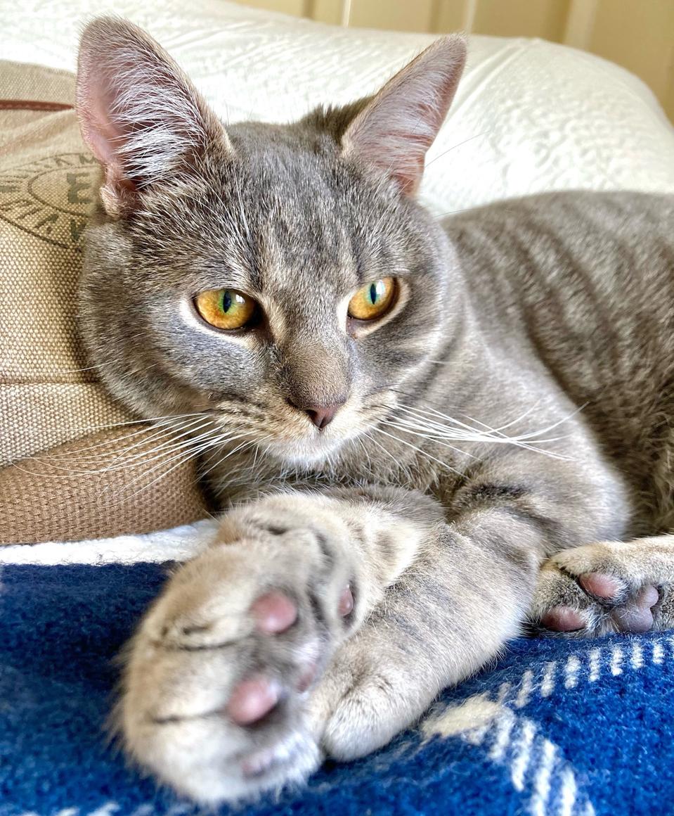 Pawport Smart Pet Door: Solusi Pintar Agar Kucingmu Bebas Tapi Aman