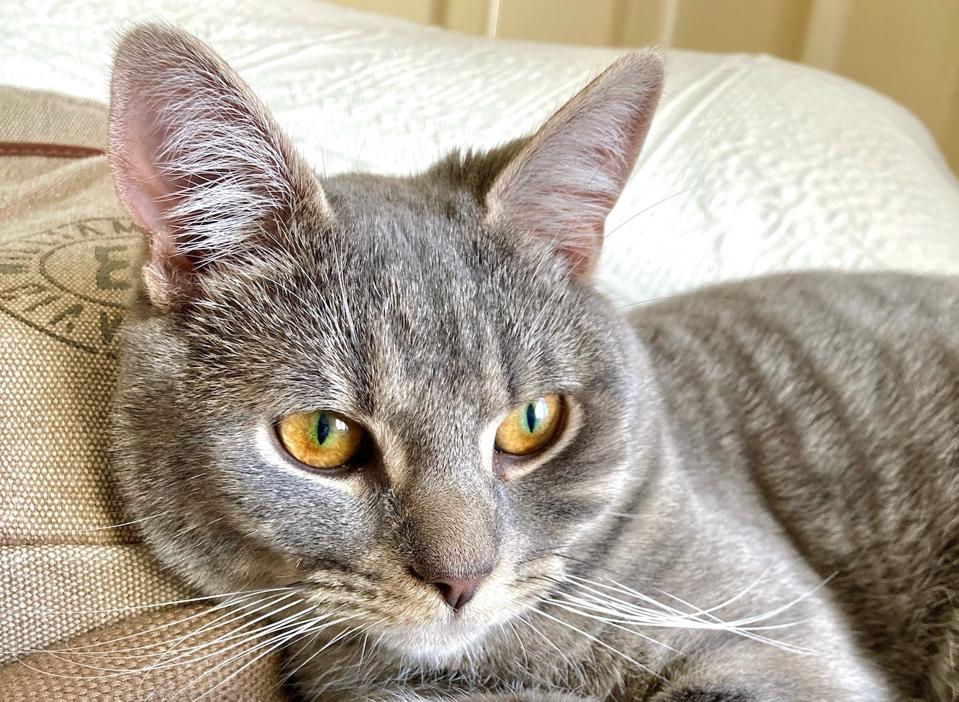 Pawport Smart Pet Door: Solusi Pintar Agar Kucingmu Bebas Tapi Aman