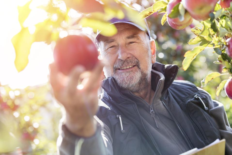 Smiling male farmer harvesting apples in sunny orchard