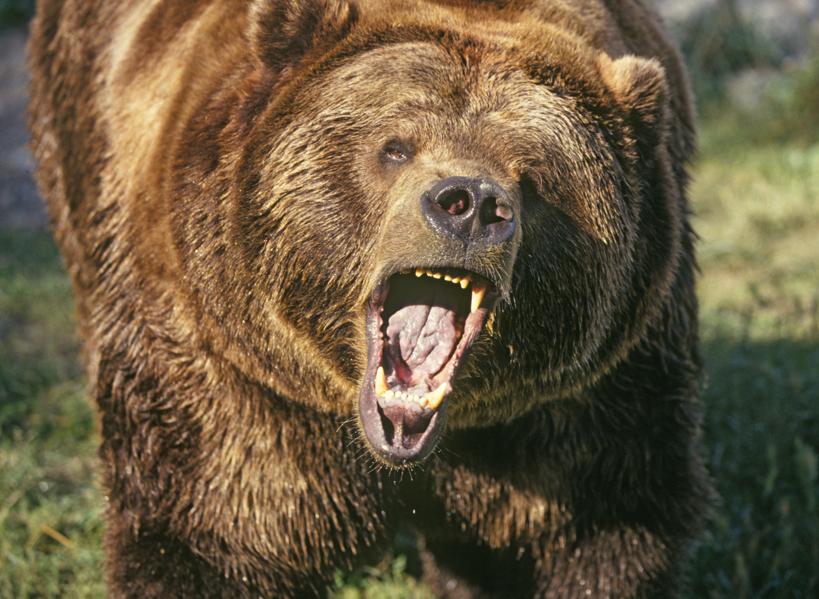 We're In A Bear Market: Now What?