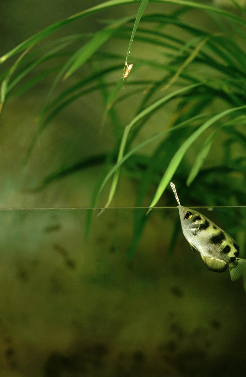 Ikan Pemanah: Otak Kecil Dengan Kemampuan Mengenali Wajah Manusia