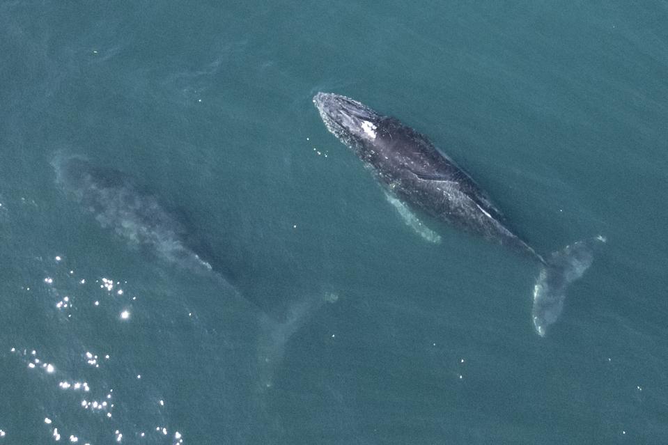 Perjanjian Laut Lepas Pertama untuk Lindungi Ekosistem Laut Dunia