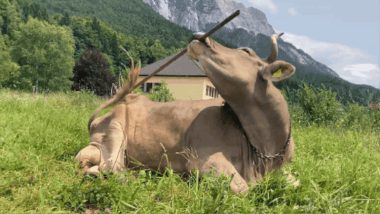 A brown cow sitting in the grass using a stick to scratch its back