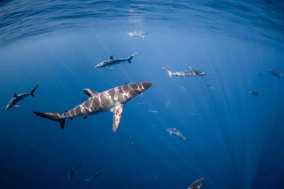 Konservasi Hiu Silky: Kenapa Kawasan Laut Terlindungi Belum Cukup Melindungi Mereka