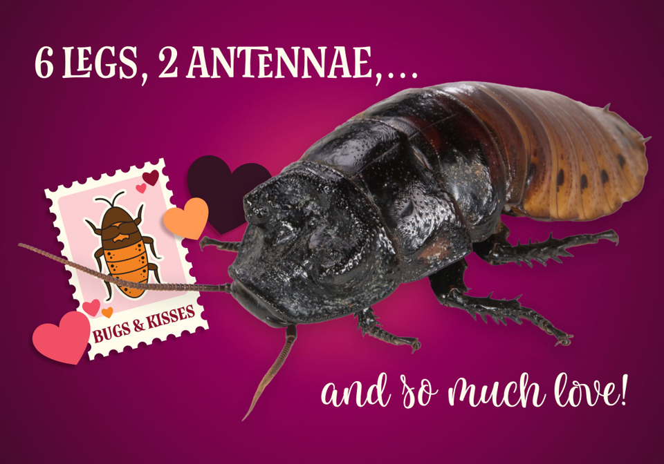 Hadiah Valentine Berkelanjutan: Pilihan Cinta yang Penuh Makna dan Peduli Lingkungan