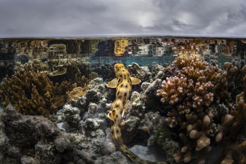 Penelitian Baru Ungkap Reproduksi Hiu Epaulette Tidak Menguras Energi Seperti Diduga